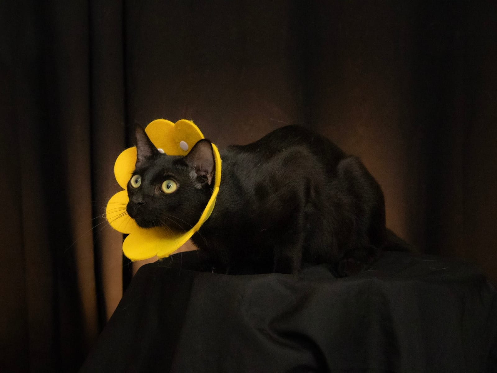 Pet Photoshoot session by CATS